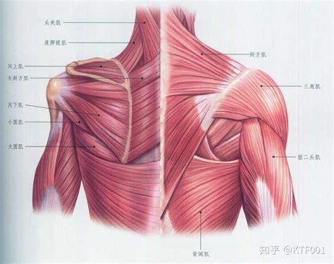 斜肩為什麼不能對著床|斜肩该怎么矫正？